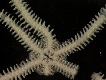 Media type: image; Invertebrate Zoology OPH-4149   Description: dry specimen;
